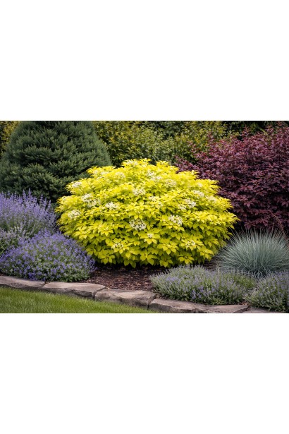 Шуазія трійчаст Lich в ландшафті